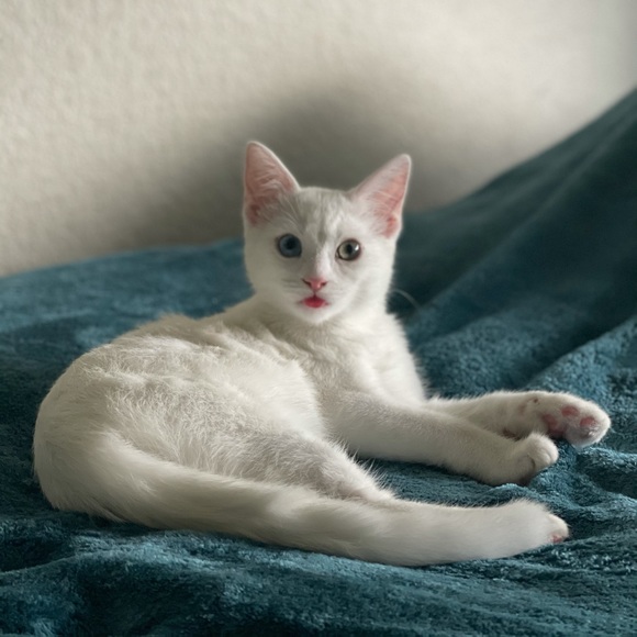 Meet your Posher, Aysel - Picture 1 of 1